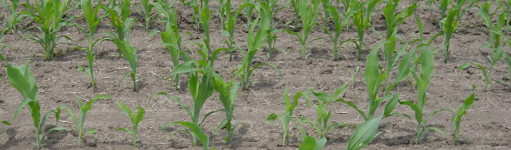 Corn Yield: Picture of corn seedlings